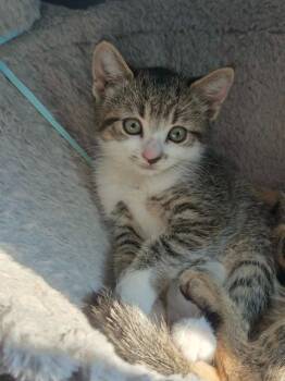 Jeannie 3 -  Domestic Short Hair Cat for Adoption in Arthur, Ontario - Jeannie 3 | PetCurious