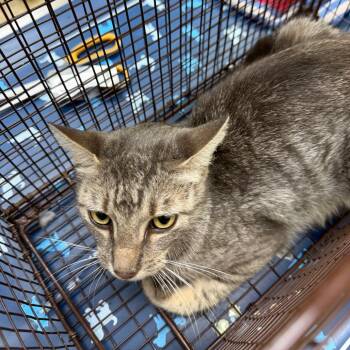 Lady Tiger -  Domestic Short Hair Cat for Adoption in Lake Jackson, Texas - Lady Tiger | PetCurious
