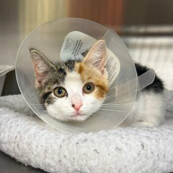 Waikiki -  Domestic Short Hair Cat for Adoption in Wayne, New Jersey - Waikiki | PetCurious