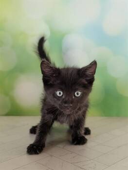 LEO -  Domestic Short Hair Cat for Adoption in Colorado Springs, Colorado - LEO | PetCurious