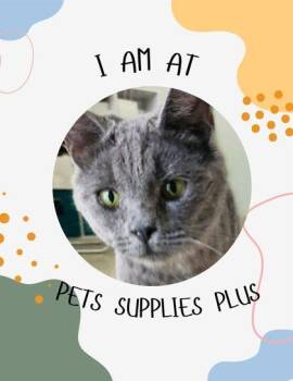 Snooze -  Domestic Medium Hair and Domestic Short Hair Cat for Adoption in Columbus, Indiana - Snooze | PetCurious