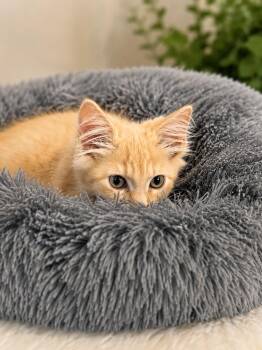 Cheeto -  Domestic Short Hair Cat for Adoption in Chattanooga, Tennessee - Cheeto | PetCurious