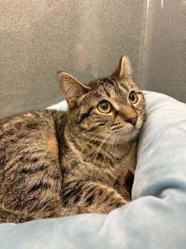 Chloe (Working Cat) -  Domestic Short Hair Cat for Adoption - Chloe (Working Cat) | PetCurious