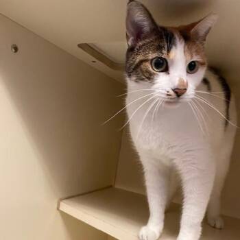 Porshe -  Domestic Short Hair Cat for Adoption in Dayton, Ohio - Porshe | PetCurious