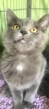 Rescue Domestic Long Hair Cats for Adoption in Cincinnati, Ohio - Murphy | PetCurious