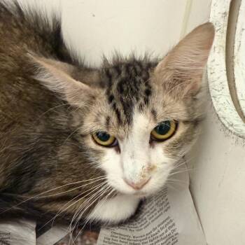Posie (16) -  Domestic Short Hair Cat for Adoption in Marshall, Texas - Posie (16) | PetCurious