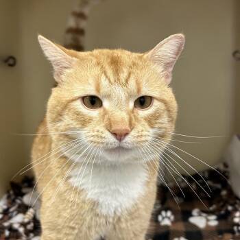 Domestic Short Hair Cats Available for Adoption in Zanesville, Ohio - Bob | PetCurious