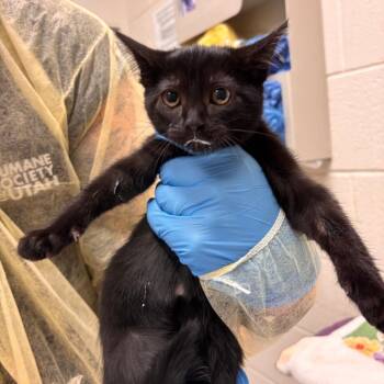 Mimi Mimi -  Domestic Short Hair Cat for Adoption in Murray, Utah - Mimi Mimi | PetCurious