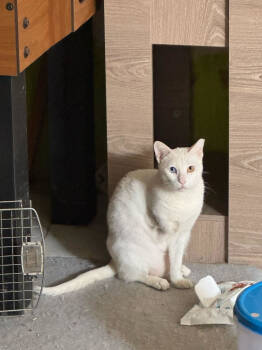 Rescue Domestic Short Hair Cats for Adoption in Snow Hill, Maryland - Bella- SN | PetCurious