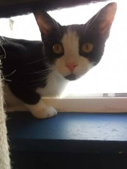 Waste Not -  Domestic Short Hair Cat for Adoption - Waste Not | PetCurious