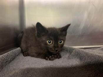 AUXANA -  Domestic Short Hair Cat for Adoption in Grand Prairie, Texas - AUXANA | PetCurious