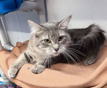 Stitch -  Domestic Long Hair Cat for Adoption in Dunkirk, New York - Stitch | PetCurious