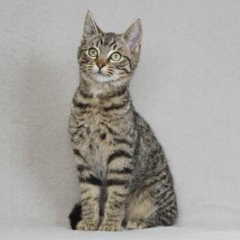 Domestic Short Hair Cats Available for Adoption - Bean | PetCurious