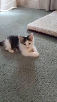 Juicy Fruit -  Domestic Short Hair Cat for Adoption in Wilmington, North Carolina - Juicy Fruit | PetCurious