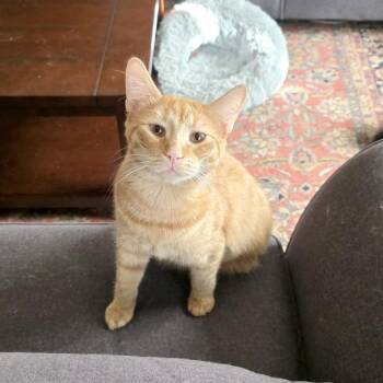 Improper Noun 4 -  Domestic Short Hair Cat for Adoption in Austin, Texas - Improper Noun 4 | PetCurious
