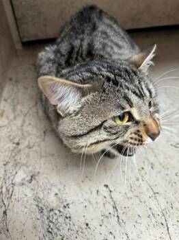 Domestic Short Hair Cats Available for Adoption in Oklahoma City, Oklahoma - A474003 | PetCurious