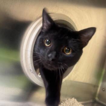 Domestic Short Hair Cats Available for Adoption in York, Pennsylvania - Hardy | PetCurious