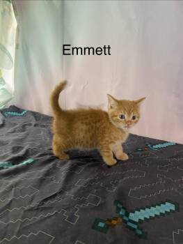 Emmett -  Domestic Medium Hair Cat for Adoption in Macomb, Michigan - Emmett | PetCurious