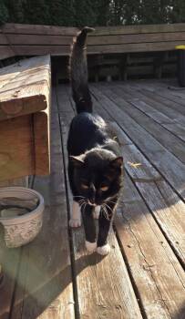 Domestic Short Hair Cats Available for Adoption - Cranberry  | PetCurious