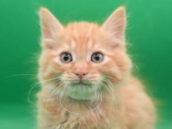 Domestic Long Hair Cats Available for Adoption in Portland, Oregon - Wolf | PetCurious