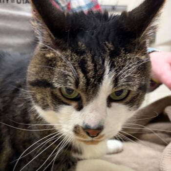 Domestic Short Hair Cats Available for Adoption - Rufus | PetCurious