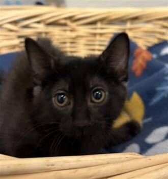 Domestic Short Hair Cats Available for Adoption in Rosenberg, Texas - ROWAN | PetCurious