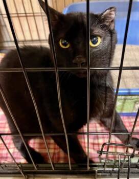 Rescue Domestic Short Hair Cats for Adoption in Lake Ozark, Missouri - OUTLAW | PetCurious