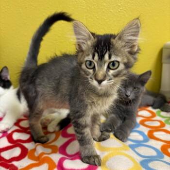 Skittles -  Domestic Short Hair Cat for Adoption in Keizer, Oregon - Skittles | PetCurious