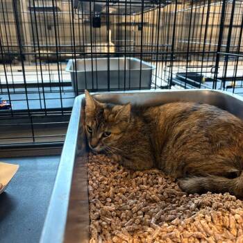 Domestic Short Hair Cats Available for Adoption in Huntington, West Virginia - Ariel | PetCurious