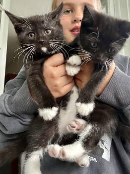 Domestic Short Hair Cats Available for Adoption in Greenville, Delaware - Daffodil, Willow Grove Area, (FCID 05/06/2026-138) | PetCurious