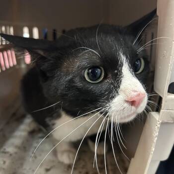 Oreo - Barn Cat -  Domestic Short Hair Cat Available for Adoption in Flagstaff, Arizona - Oreo - Barn Cat | PetCurious