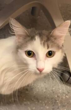 Domestic Medium Hair and Domestic Short Hair Cats Available for Adoption in Roseville, California - Marshmallow Fluff | PetCurious