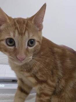 Peter Parker -  Domestic Short Hair Cat for Adoption in Sacramento, California - Peter Parker | PetCurious