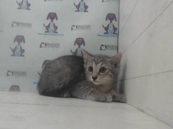 Domestic Short Hair Cats Available for Adoption in Orlando, Florida - GRABEE | PetCurious
