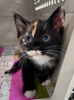 Lemongrass -  Domestic Short Hair Cat for Adoption in Cincinnati, Ohio - Lemongrass | PetCurious