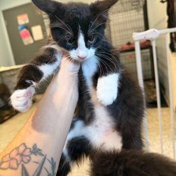 Olive -  Domestic Short Hair Cat for Adoption in Port Charlotte, Florida - Olive | PetCurious