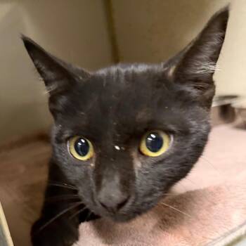 Michaela -  Domestic Short Hair Cat for Adoption in Yuma, Arizona - Michaela | PetCurious