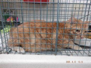 RAMBO -  Domestic Short Hair Cat for Adoption in Oroville, California - RAMBO | PetCurious