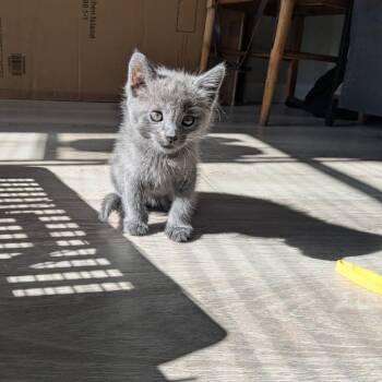 Teeth -  Domestic Short Hair Cat for Adoption in Pasadena, California - Teeth | PetCurious