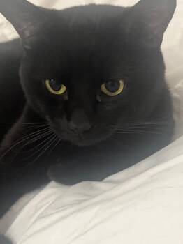 Rescue Domestic Short Hair Cats for Adoption in Beverly Hills, California - Mango And Shadow | PetCurious