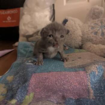 Domestic Short Hair Cats Available for Adoption in Los Angeles, California - Roly Poly | PetCurious