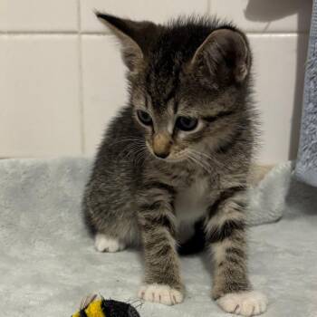 Ella -  Domestic Short Hair Cat for Adoption in Jupiter, Florida - Ella | PetCurious