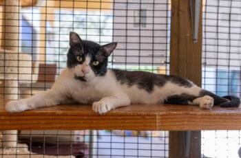 Oreo Stuffins -  Domestic Short Hair Cat for Adoption in Lincoln, California - Oreo Stuffins | PetCurious