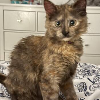 Rescue Tortoiseshell Cats for Adoption in Vancouver, British Columbia - Daiquiri | PetCurious