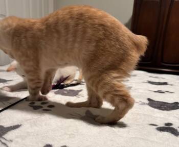 *Bliss -  Manx Cat Available for Adoption in Newnan, Georgia - *Bliss | PetCurious