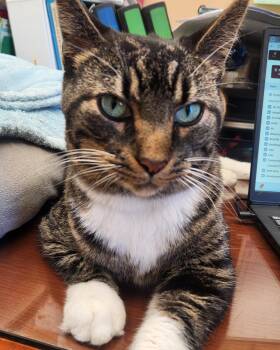 Rescue Domestic Short Hair Cats for Adoption in Renfrew, Pennsylvania - Enrique | PetCurious