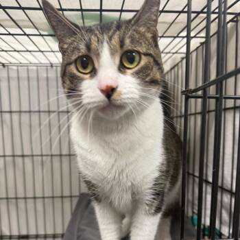 Izzy -  Domestic Short Hair Cat for Adoption in Normal, Illinois - Izzy | PetCurious