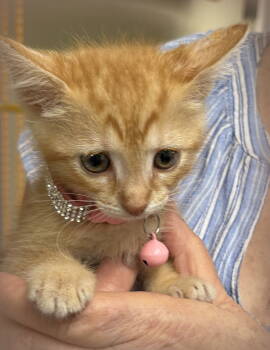 Rescue Domestic Short Hair and Domestic Medium Hair Cats for Adoption in Holly Springs, Mississippi - Sunshine | PetCurious