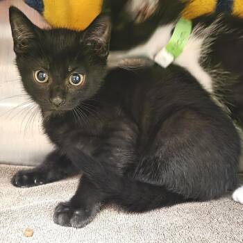 Danzig -  Domestic Short Hair Cat for Adoption in Fort Wayne, Indiana - Danzig | PetCurious