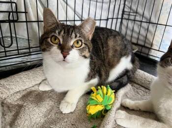 Domestic Short Hair Cats Available for Adoption - Ellie | PetCurious